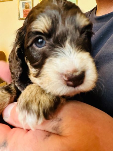 Cockapoo puppies