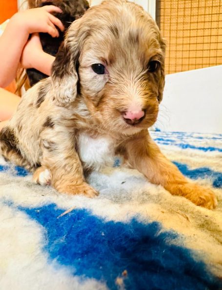 Cockapoo puppies