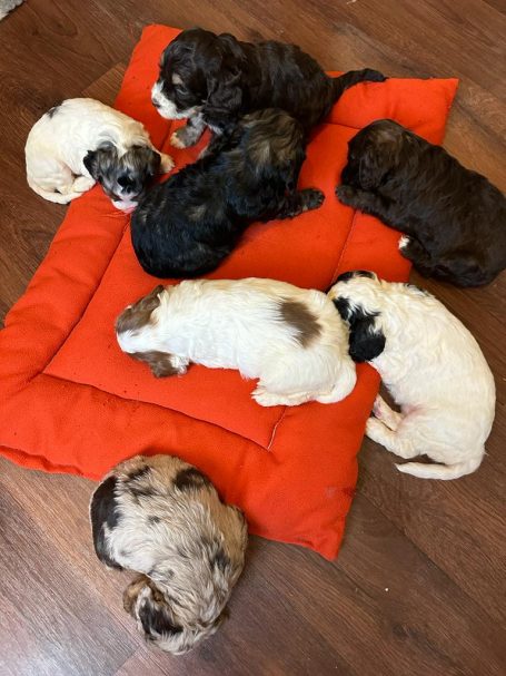 Cockapoo puppies
