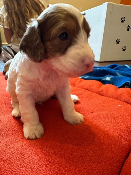 Cockapoo puppies
