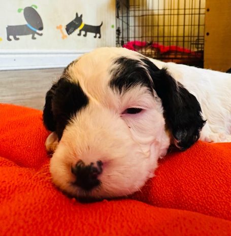 Cockapoo puppies