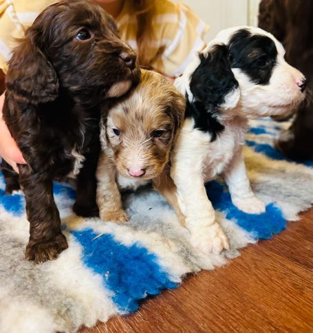 Cockapoo puppies