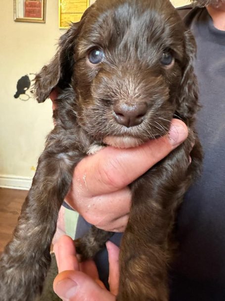 Cockapoo puppies