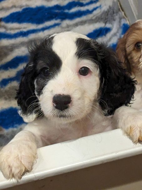 Cockapoo puppies