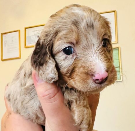 Cockapoo puppies