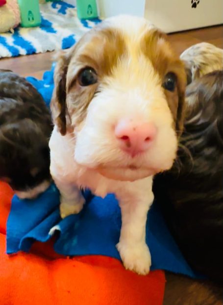 Cockapoo puppies
